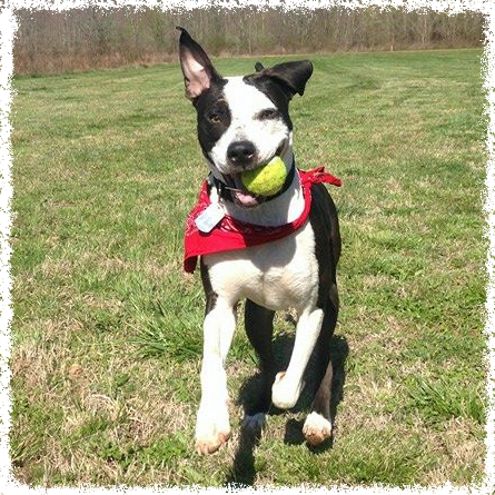 Foster Mitch playing fetch.