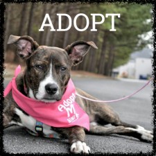 HomeAdopt
