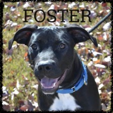 HomeFoster