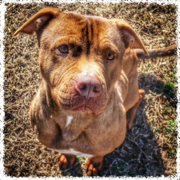 FTTF Adopt-a-Bull Alvin