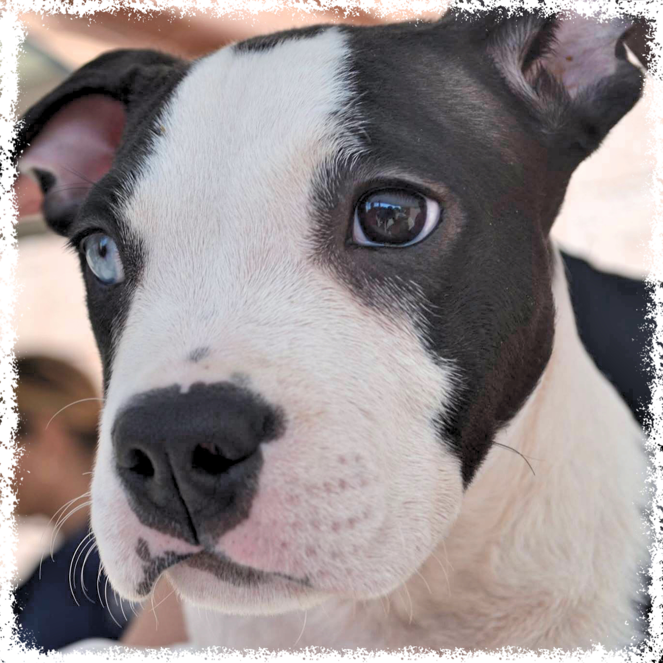 FTTF Adopt-a-Bull Bellatrix