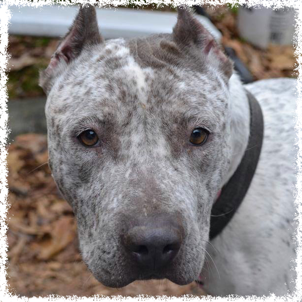 FTTF Adopt-a-Bull Blend
