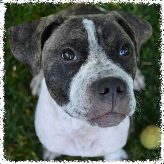 FTTF Adopt-a-Bull Bofus