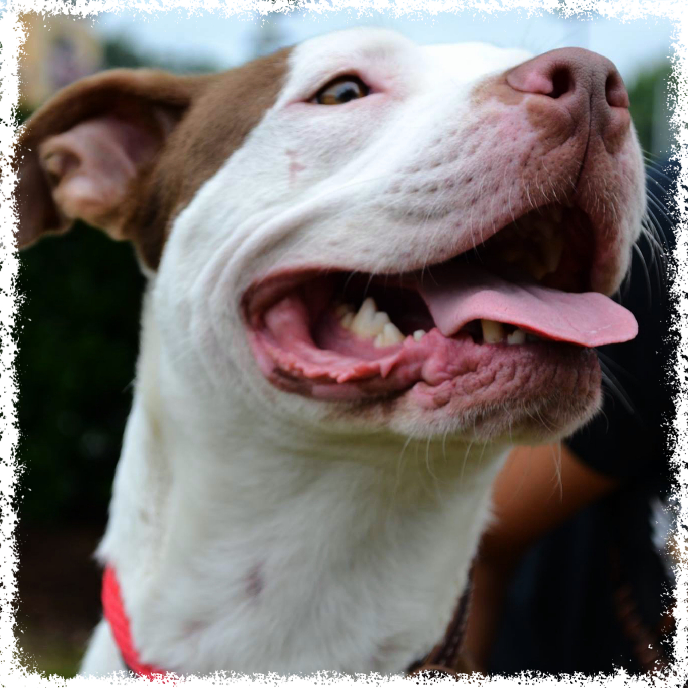 FTTF Adopt-a-Bull Brooklyn