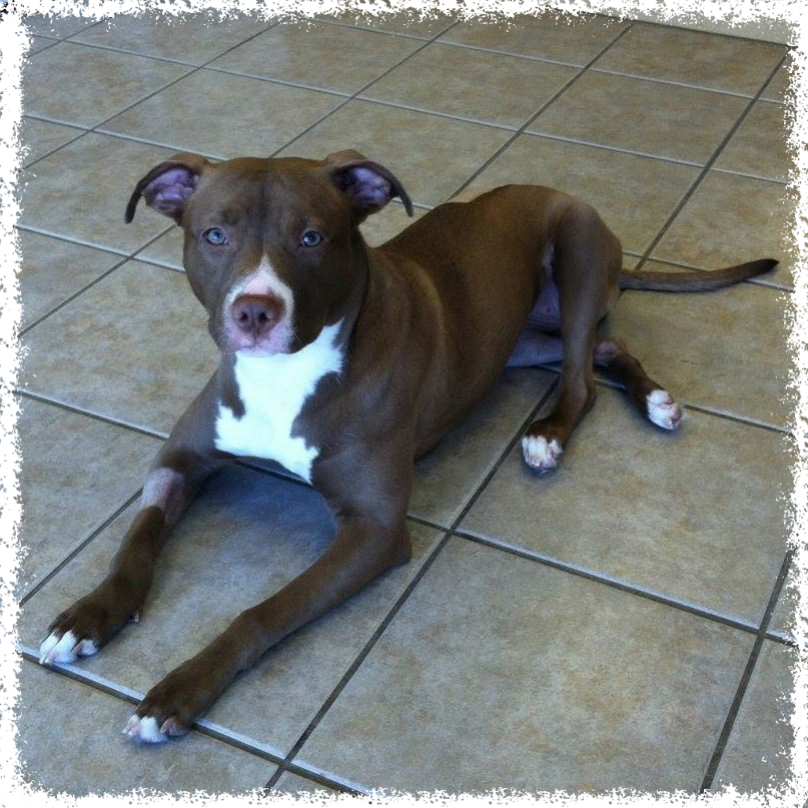 FTTF Adopt-a-Bull Fe