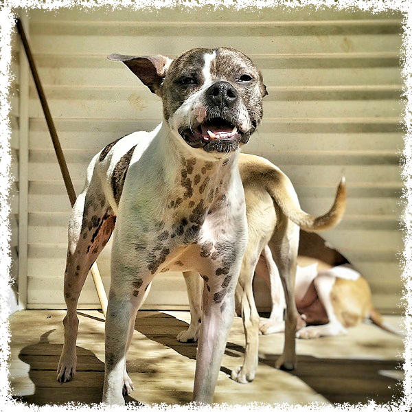 Adopt-a-Bull Gweebie at the Pitbull Palace.