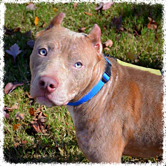 Ivy Layne Adopt-a-Bull