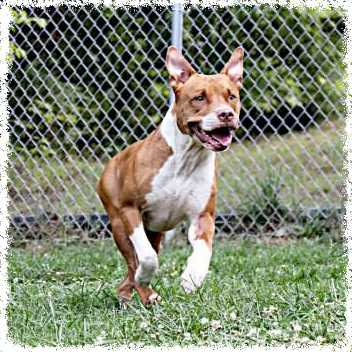 FTTF Adopt-a-Bull Juice Running