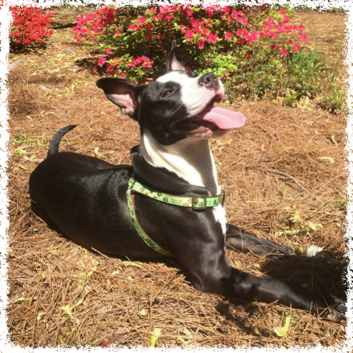 FTTF Adopt-a-Bull King