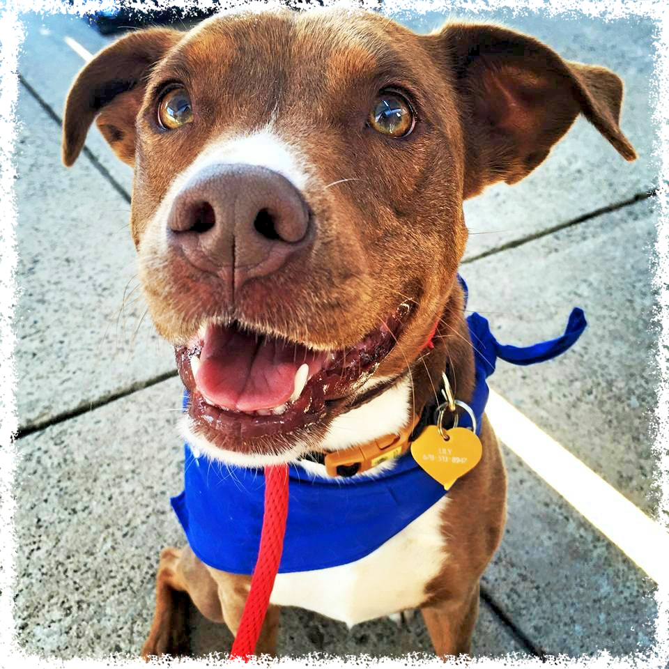 FTTF Adopt-a-Bull Lily at adoptions.
