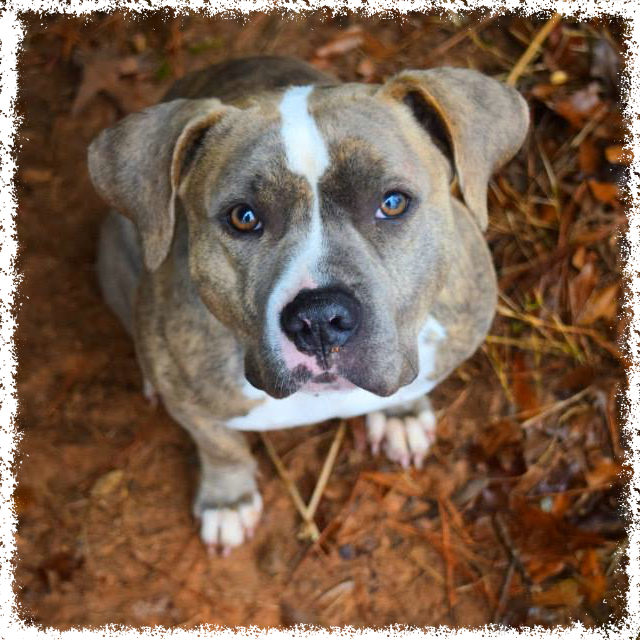 FTTF Adopt-a-Bull Sweet Pea