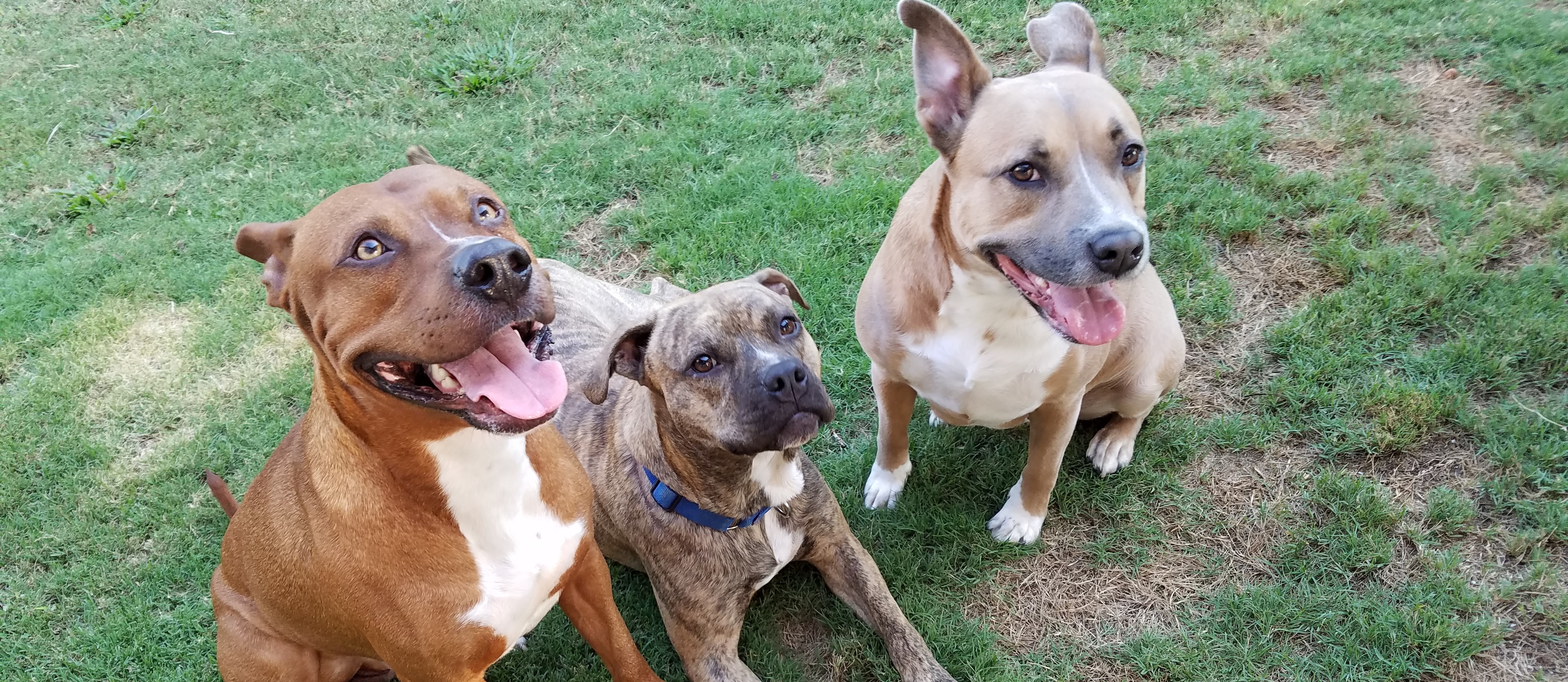 Pitbull Rescue Denver - uf0gmeh