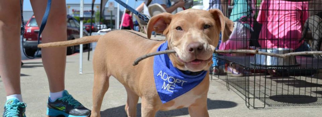 Thomas at Adoptions